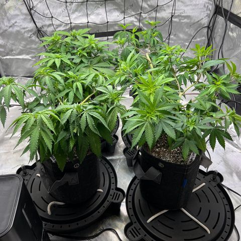 Godfather OG growlog timeline photo