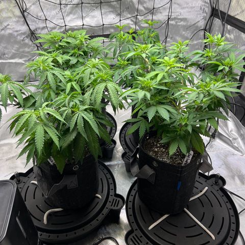 Godfather OG growlog timeline photo