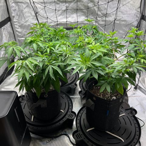 Godfather OG growlog timeline photo