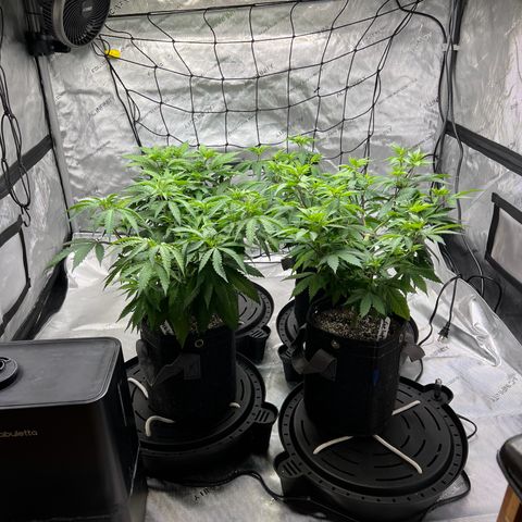 Godfather OG growlog timeline photo