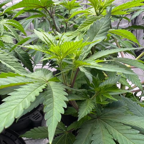 Godfather OG growlog timeline photo