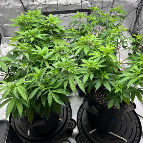 Godfather OG growlog timeline photo