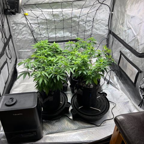 Godfather OG growlog timeline photo