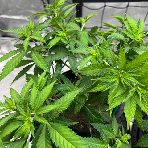 Godfather OG growlog photo: Minor defoliation and LST.  Top dressed