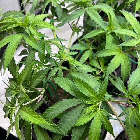 Godfather OG growlog photo: Minor defoliation and LST.  Top dressed