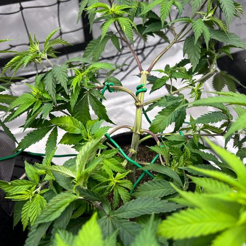 Godfather OG growlog photo: Minor defoliation and LST.  Top dressed