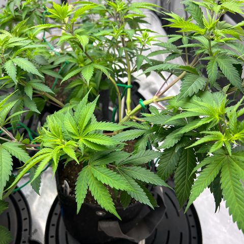 Godfather OG growlog photo: Minor defoliation and LST.  Top dressed