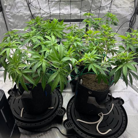 Godfather OG growlog photo: Minor defoliation and LST.  Top dressed