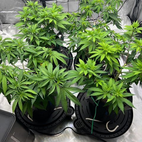 Godfather OG growlog timeline photo