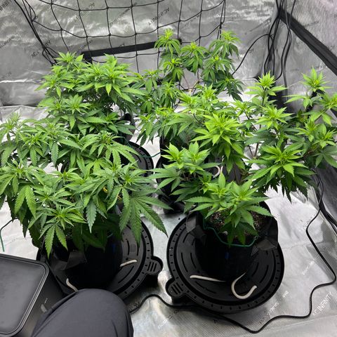 Godfather OG growlog timeline photo