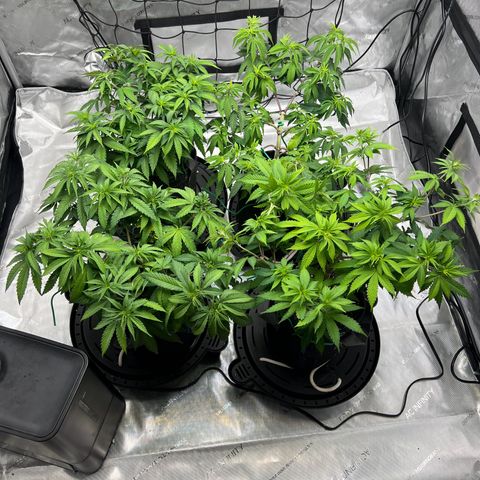 Godfather OG growlog timeline photo