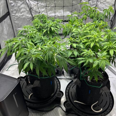 Godfather OG growlog timeline photo
