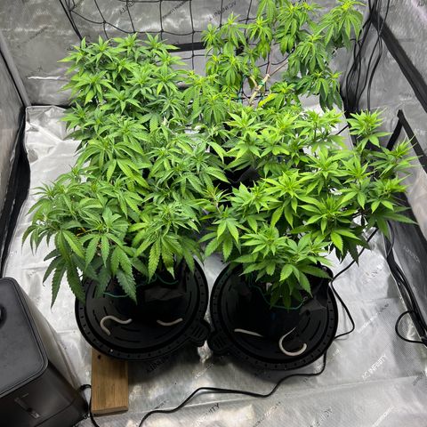 Godfather OG growlog timeline photo