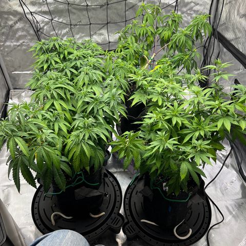 Godfather OG growlog timeline photo