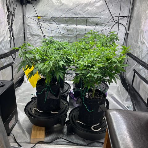 Godfather OG growlog timeline photo