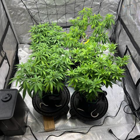 Godfather OG growlog timeline photo