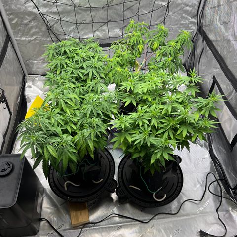 Godfather OG growlog timeline photo