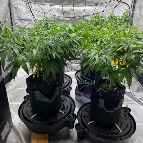 Godfather OG growlog timeline photo