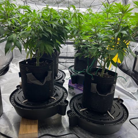 Godfather OG growlog timeline photo