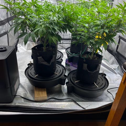 Godfather OG growlog timeline photo