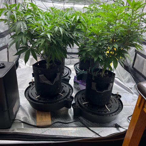 Godfather OG growlog timeline photo