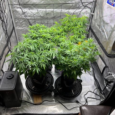 Godfather OG growlog timeline photo