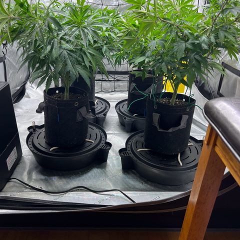 Godfather OG growlog timeline photo