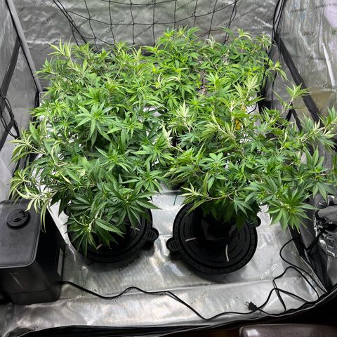 Godfather OG growlog timeline photo