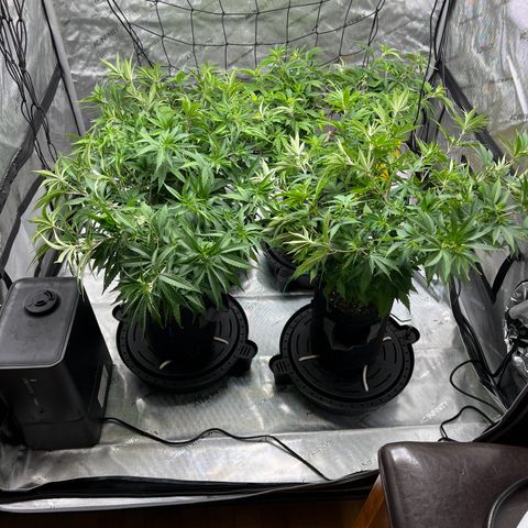 Godfather OG growlog timeline photo