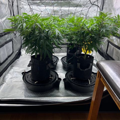 Godfather OG growlog timeline photo