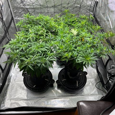 Godfather OG growlog timeline photo