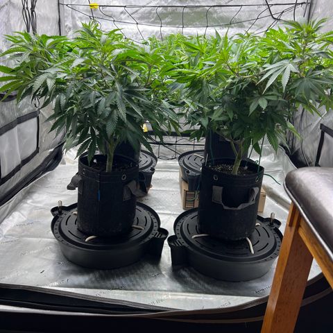 Godfather OG growlog timeline photo