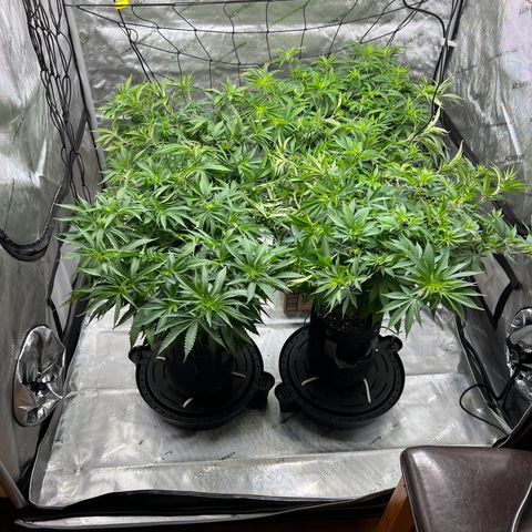 Godfather OG growlog timeline photo