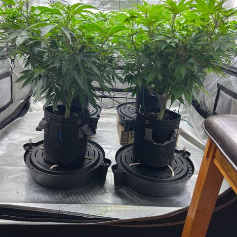 Godfather OG growlog timeline photo