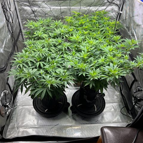 Godfather OG growlog timeline photo