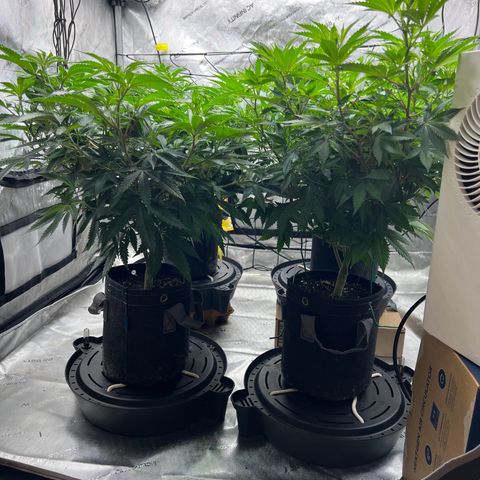 Godfather OG growlog timeline photo