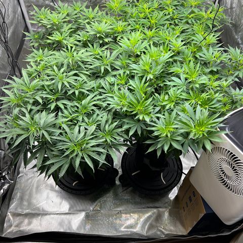 Godfather OG growlog timeline photo