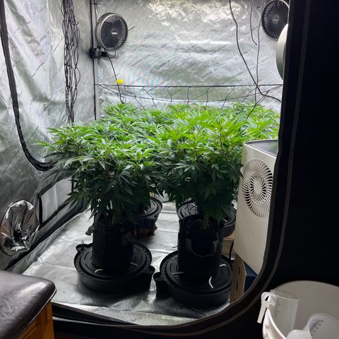 Godfather OG growlog timeline photo