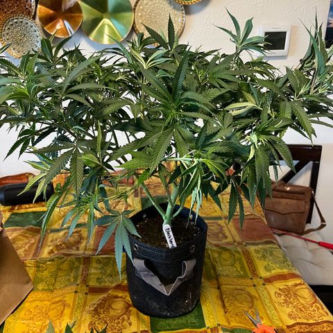 BlackBerry Moonrocks  growlog timeline photo