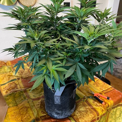 BlackBerry Moonrocks  growlog timeline photo