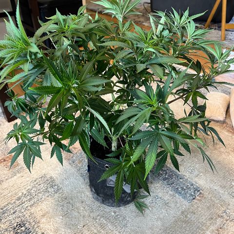 Godfather OG growlog timeline photo