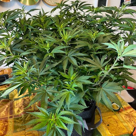 Godfather OG growlog timeline photo