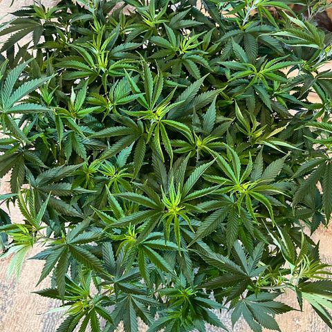 Gorilla Glue #4 growlog timeline photo