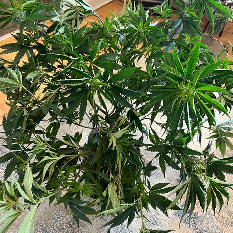 Gorilla Glue #4 growlog timeline photo