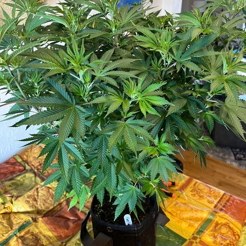 Gelato growlog timeline photo