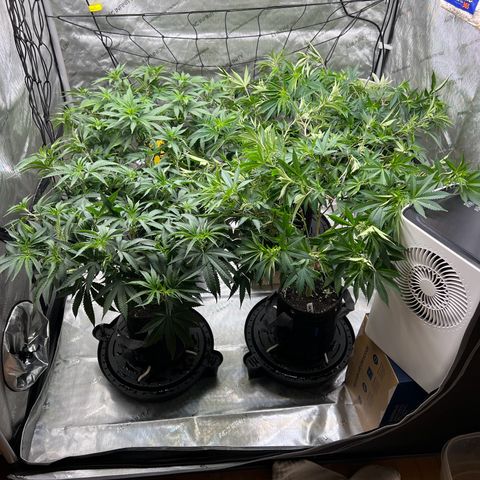 Godfather OG growlog timeline photo