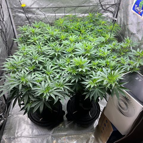 Godfather OG growlog timeline photo