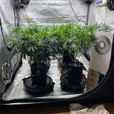 Godfather OG growlog timeline photo