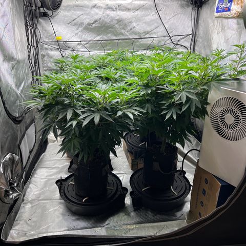 Godfather OG growlog timeline photo