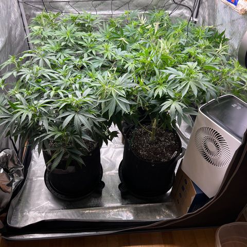 Godfather OG growlog timeline photo